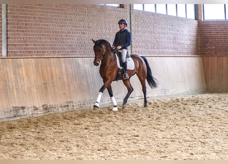 Hanoverian, Mare, 6 years, 16.2 hh, Brown