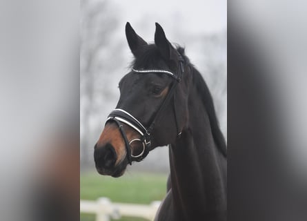 Hanoverian, Mare, 6 years, 16,2 hh, Brown