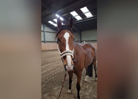 Hanoverian, Mare, 6 years, 16.2 hh, Brown