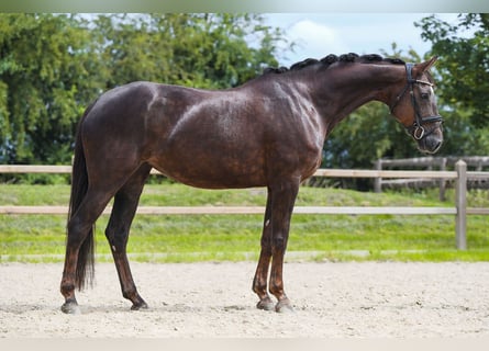 Hanoverian, Mare, 6 years, 16.2 hh, Chestnut