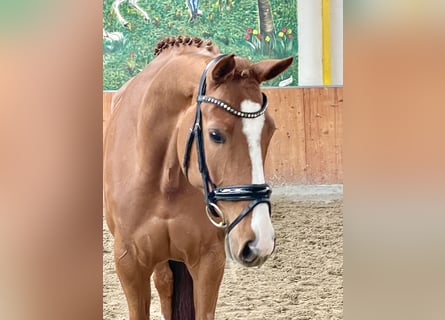 Hanoverian, Mare, 6 years, 16.2 hh, Chestnut-Red