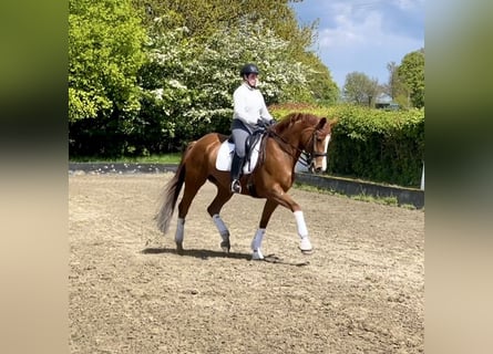 Hanoverian, Mare, 6 years, 16,2 hh, Chestnut-Red