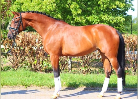 Hanoverian, Mare, 6 years, 16,3 hh, Brown