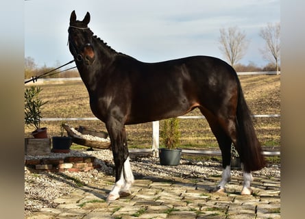 Hanoverian, Mare, 6 years, 16.3 hh, Brown