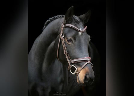 Hanoverian, Mare, 6 years, 16 hh, Bay-Dark