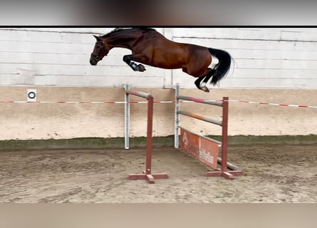 Hanoverian, Mare, 6 years, 16 hh, Bay-Dark