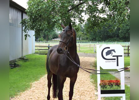 Hanoverian, Mare, 6 years, 16 hh, Bay-Dark