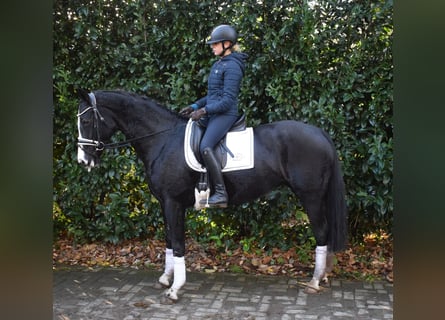 Hanoverian, Mare, 6 years, 16 hh, Black