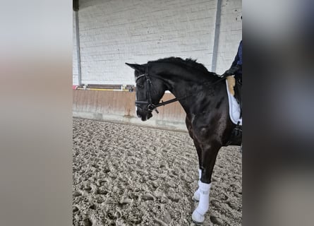 Hanoverian, Mare, 6 years, 16 hh, Black