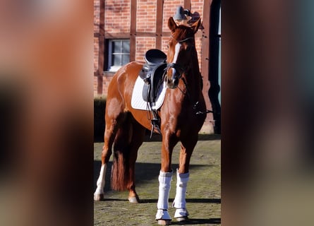 Hanoverian, Mare, 6 years, 16 hh, Chestnut-Red