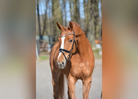 Hanoverian, Mare, 6 years, 16 hh, Chestnut-Red Hanoverian, Mare, 6 years, 16 hh, Chestnut-Red
