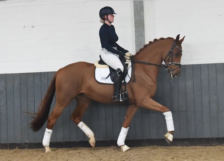 Hanoverian, Mare, 6 years, 16 hh, Chestnut-Red