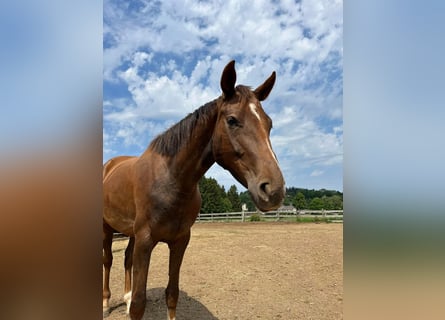 Hanoverian, Mare, 6 years, 16 hh, Chestnut-Red