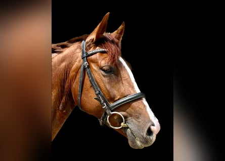 Hanoverian, Mare, 6 years, 16 hh, Chestnut-Red