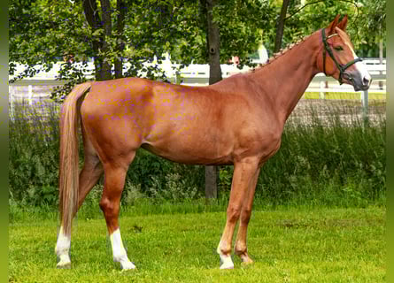 Hanoverian, Mare, 6 years, 16 hh, Chestnut-Red