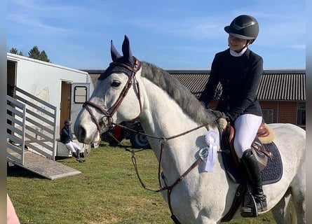 Hanoverian, Mare, 6 years, 16 hh, Gray