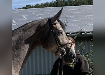 Hanoverian, Mare, 6 years, 16 hh, Grey-Dark-Tan
