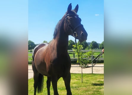 Hanoverian, Mare, 6 years, 16 hh, Smoky-Black