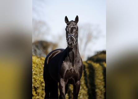 Hanoverian, Mare, 6 years, 16,1 hh, Black