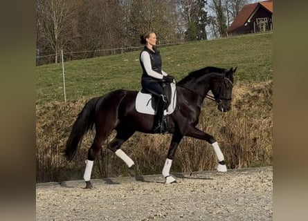 Hanoverian, Mare, 6 years, 16,1 hh, Black