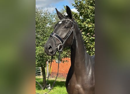Hanoverian, Mare, 6 years, 16,1 hh, Black