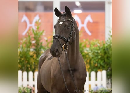 Hanoverian, Mare, 6 years, 16,1 hh, Black