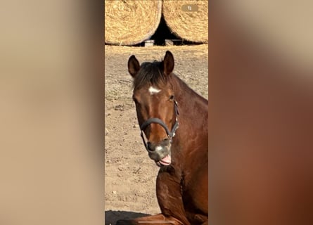 Hanoverian, Mare, 6 years, 16,1 hh, Brown