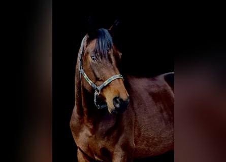 Hanoverian, Mare, 6 years, 16,1 hh, Brown
