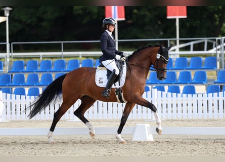 Hanoverian, Mare, 6 years, 16,1 hh, Brown