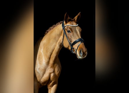 Hanoverian, Mare, 6 years, 16,1 hh, Chestnut