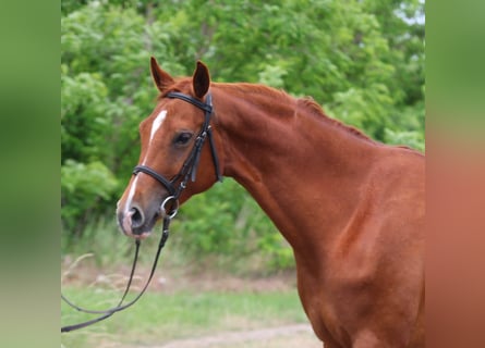 Hanoverian, Mare, 6 years, 16,1 hh, Chestnut-Red