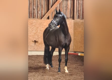 Hanoverian, Mare, 6 years, 16,1 hh