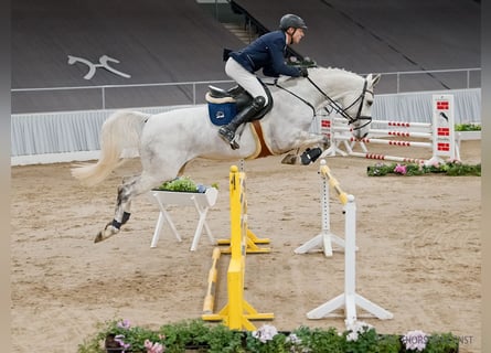Hanoverian, Mare, 6 years, 16,1 hh, Grey
