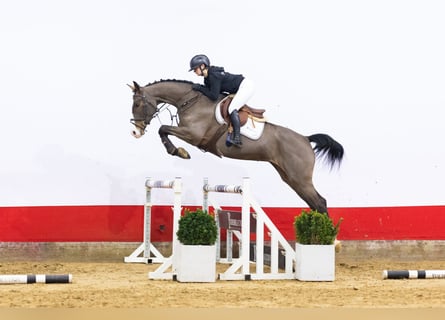 Hanoverian, Mare, 6 years, 16,1 hh