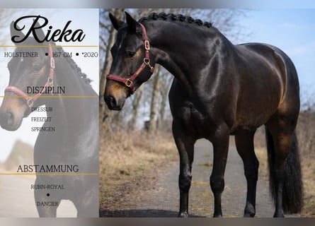 Hanoverian, Mare, 6 years, 16,1 hh, Smoky-Black