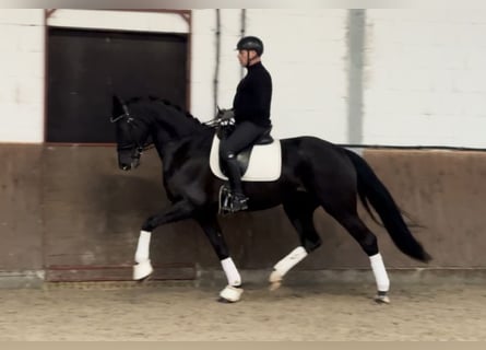 Hanoverian, Mare, 6 years, 16,2 hh, Black