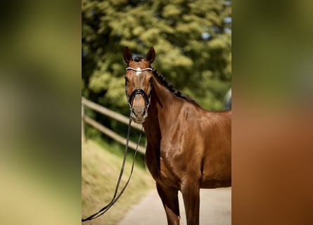 Hanoverian, Mare, 6 years, 16,2 hh, Chestnut
