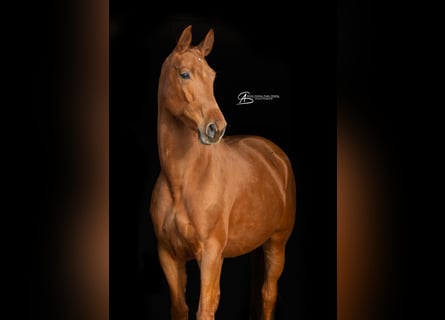 Hanoverian, Mare, 6 years, 16,2 hh, Chestnut-Red