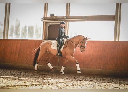 Hanoverian, Mare, 6 years, 16,2 hh, Chestnut-Red