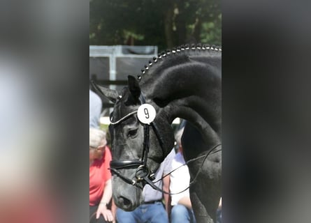 Hanoverian, Mare, 6 years, 16,2 hh, Gray