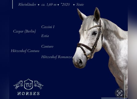 Hanoverian, Mare, 6 years, 16,2 hh, Grey