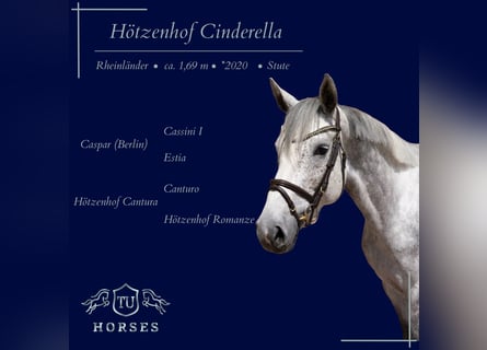 Hanoverian, Mare, 6 years, 16,2 hh, Grey