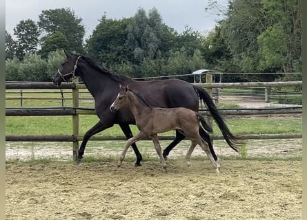 Hanoverian, Mare, 6 years, 16,3 hh, Black