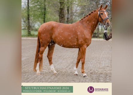 Hanoverian, Mare, 6 years, 16,3 hh, Chestnut-Red