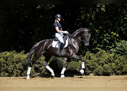 Hanoverian, Mare, 6 years, 17 hh, Black