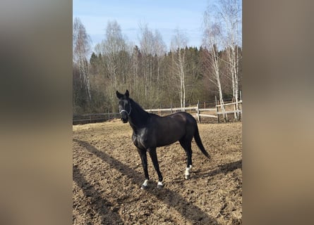 Hanoverian, Mare, 6 years, 17 hh, Black