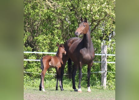 Hanoverian, Mare, 6 years, 17 hh, Brown