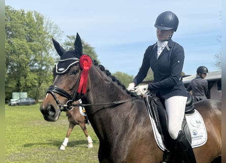 Hanoverian, Mare, 6 years, 17 hh, Brown