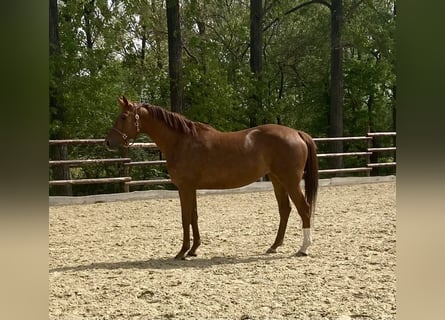 Hanoverian, Mare, 6 years, 17 hh, Chestnut-Red