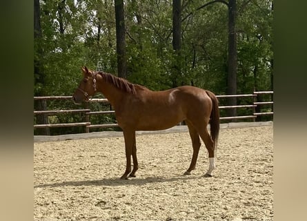 Hannoveraner, Stute, 6 Jahre, 17 hh, Fuchs